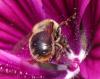 Anthophora furcata